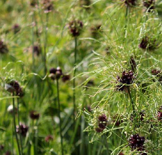 Česnek viničný 'Hair' - Allium vineale 'Hair'