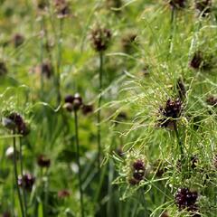 Česnek viničný 'Hair' - Allium vienale 'Hair'