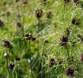 Česnek viničný 'Hair' - Allium vineale 'Hair'