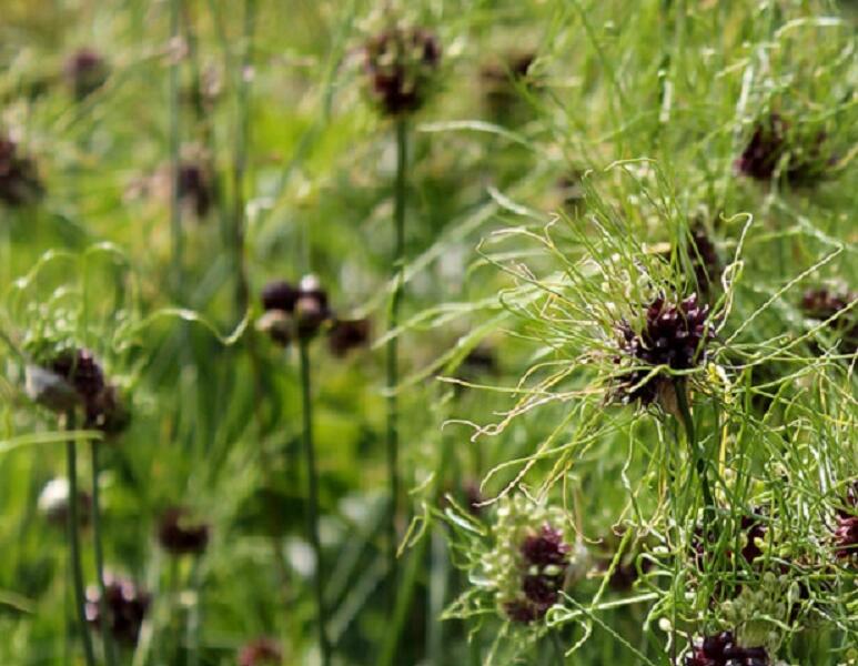Česnek viničný 'Hair' - Allium vineale 'Hair'