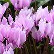 Brambořík břečťanolistý - Cyclamen hederifolium