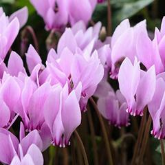 Brambořík břečťanolistý - Cyclamen hederifolium