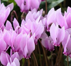 Brambořík břečťanolistý - Cyclamen hederifolium