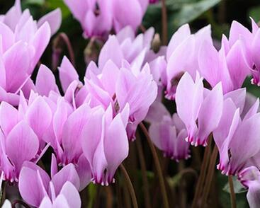 Brambořík břečťanolistý