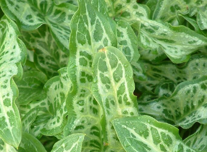 Áron italský 'Marmoratum' - Arum italicum 'Marmoratum'