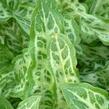 Áron italský 'Marmoratum' - Arum italicum 'Marmoratum'