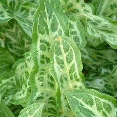 Áron italský 'Marmoratum' - Arum italicum 'Marmoratum'