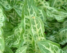 Áron italský 'Marmoratum'