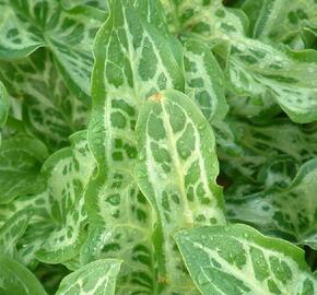 Áron italský 'Marmoratum' - Arum italicum 'Marmoratum'