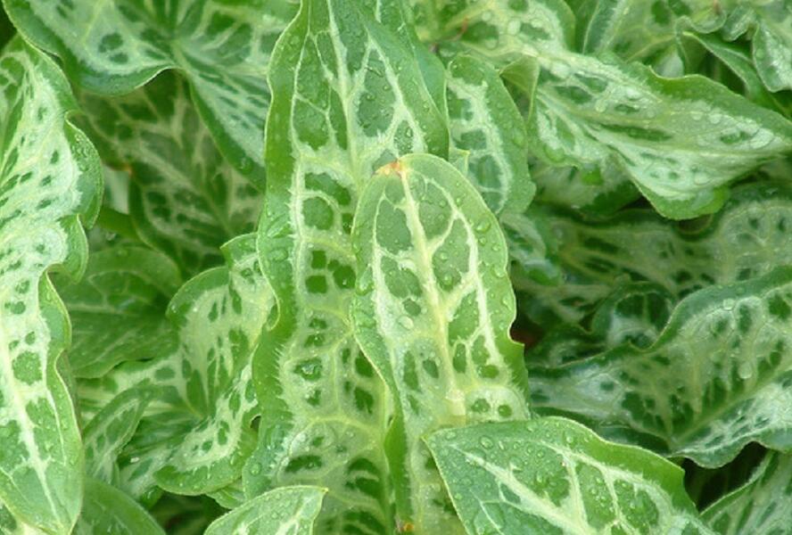 Áron italský 'Marmoratum' - Arum italicum 'Marmoratum'