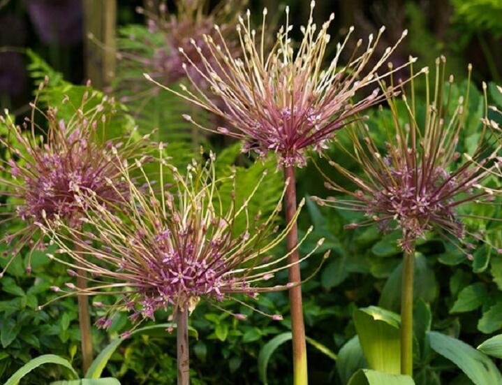 Česnek Schubertův - Allium schubertii