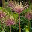 Česnek Schubertův - Allium schubertii