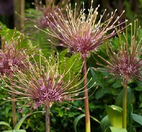 Okrasný česnek Schubertův - Allium schubertii