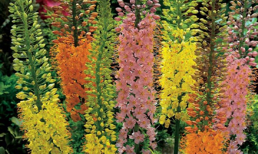 Liliochvostec 'Shelford Hybrids' - Eremurus 'Shelford Hybrids'