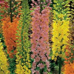 Liliochvostec 'Shelford Hybrids' - Eremurus 'Shelford Hybrids'