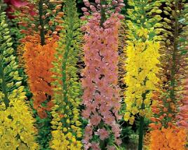 Liliochvostec 'Shelford Hybrids'