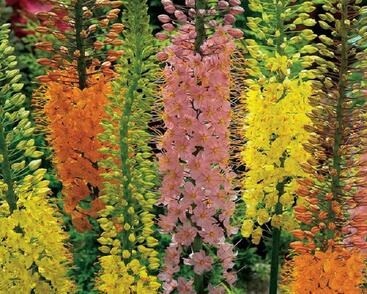 Liliochvostec 'Shelford Hybrids'