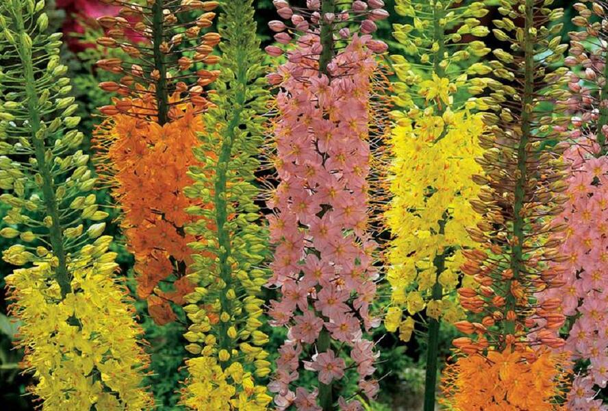 Liliochvostec 'Shelford Hybrids' - Eremurus 'Shelford Hybrids'