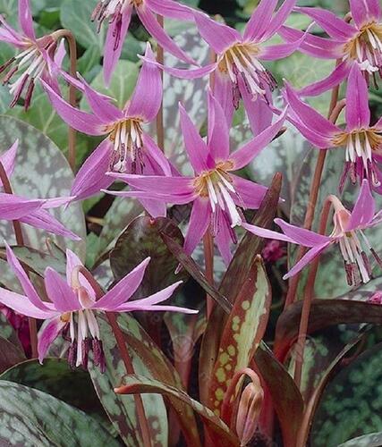 Kandík psí zub - Erythronium Dens-Canis