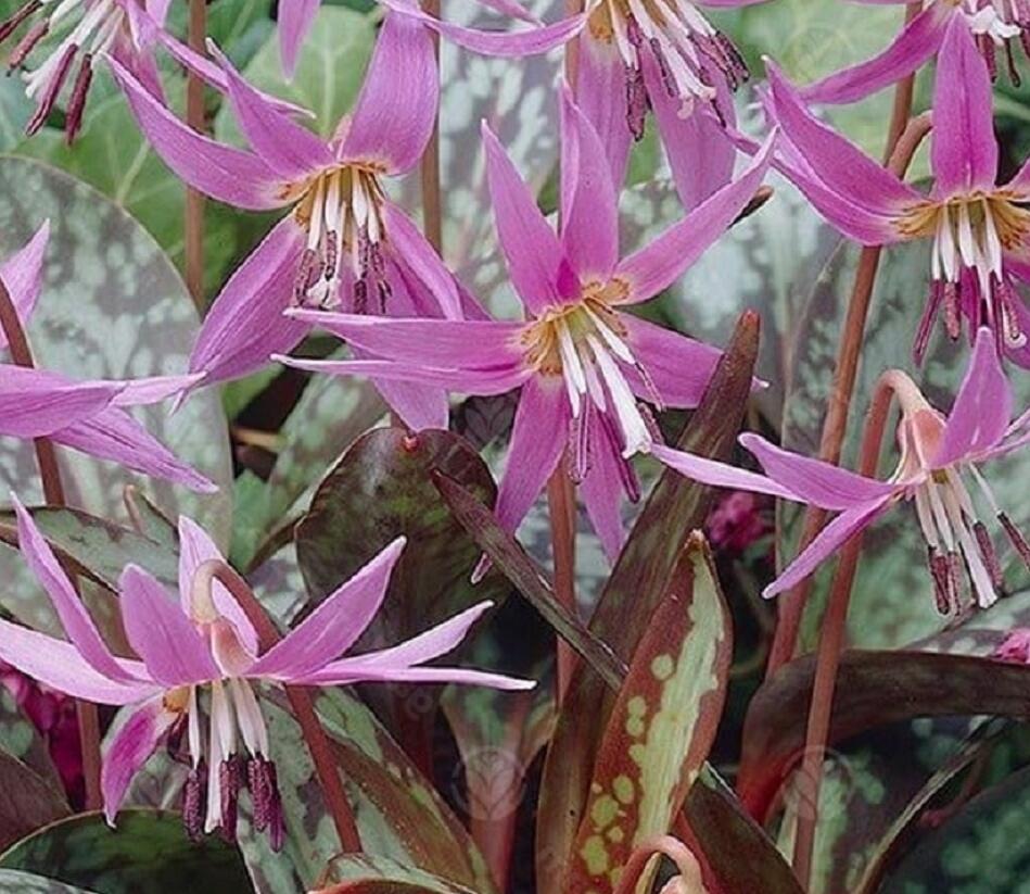 Kandík psí zub - Erythronium Dens-Canis