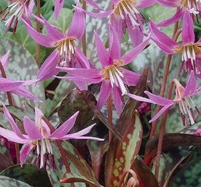 Kandík psí zub - Erythronium Dens-Canis