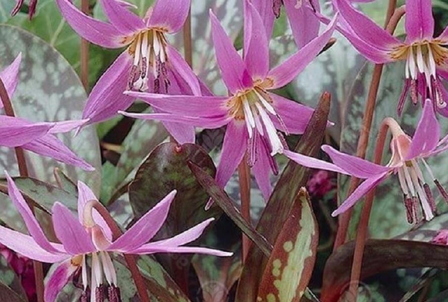 Kandík psí zub - Erythronium Dens-Canis