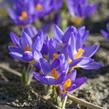 Krokus, šafrán botanický sieberi 'Tricolor' - Crocus sieberi 'Tricolor'