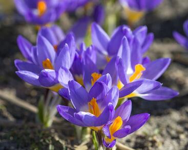 Krokus, šafrán botanický sieberi 'Tricolor'