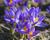 Krokus, šafrán botanický sieberi 'Tricolor'