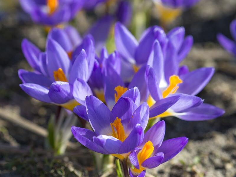 Krokus, šafrán botanický sieberi 'Tricolor' - Crocus sieberi 'Tricolor'
