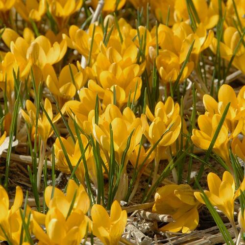 Krokus, šafrán zlatý 'Dorothy' - Crocus chrysanthus 'Dorothy'