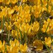 Krokus, šafrán zlatý 'Dorothy' - Crocus chrysanthus 'Dorothy'