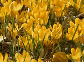 Krokus, šafrán zlatý 'Dorothy' - Crocus chrysanthus 'Dorothy'