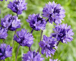 Dichelostemma congestum