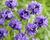 Dichelostemma congestum