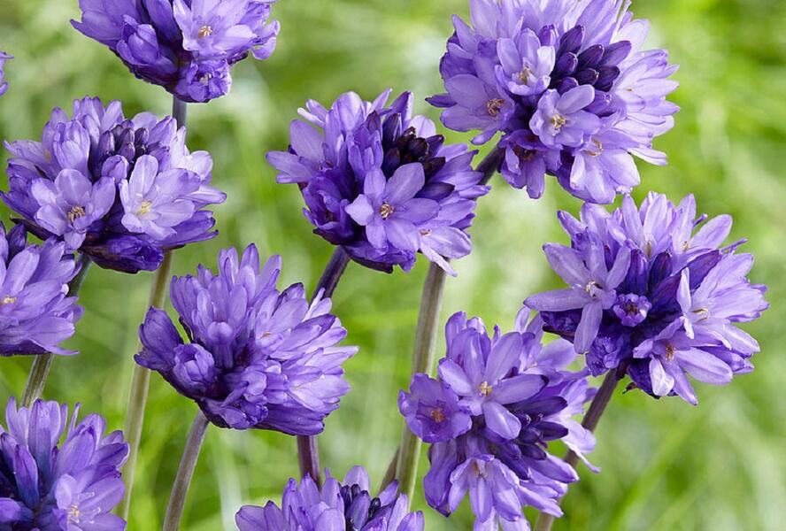 Dichelostemma congestum - Dichelostemma congestum