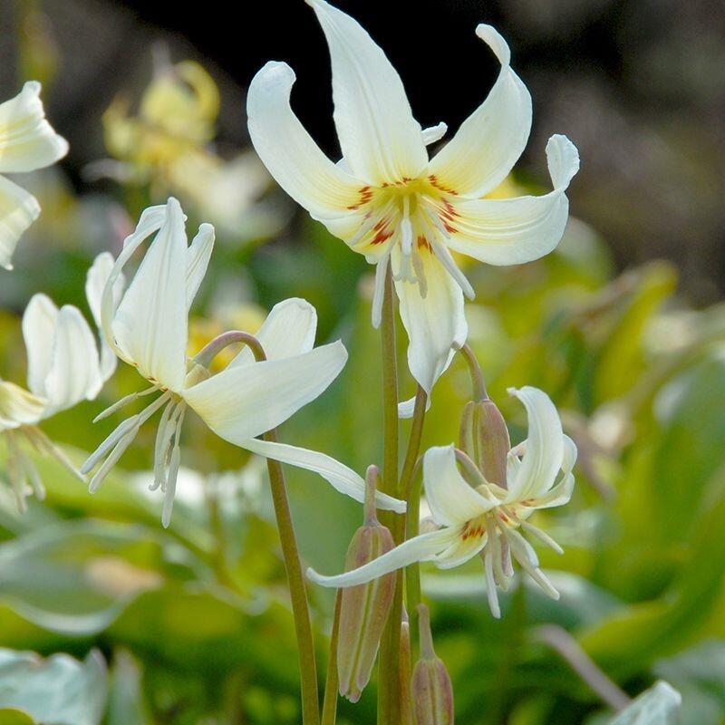 Kandík 'White Beauty' - Erythronium hybridum 'White Beauty'