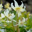 Kandík 'White Beauty' - Erythronium hybridum 'White Beauty'