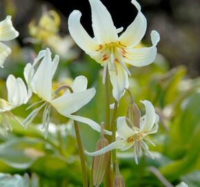 Kandík 'White Beauty' - Erythronium hybridum 'White Beauty'