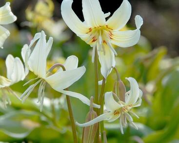 Kandík 'White Beauty'