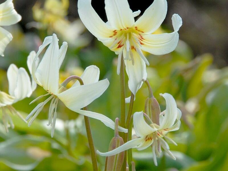Kandík 'White Beauty' - Erythronium hybridum 'White Beauty'