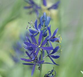 Ladoník obecný - Camassia quamash
