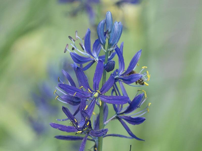 Ladoník obecný - Camassia quamash
