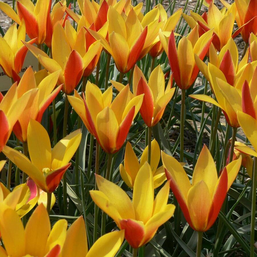 Tulipán botanický chrysantha 'Tubergen's Gem' - Tulipa clusiana var chrysantha 'Tubergen's Gem'