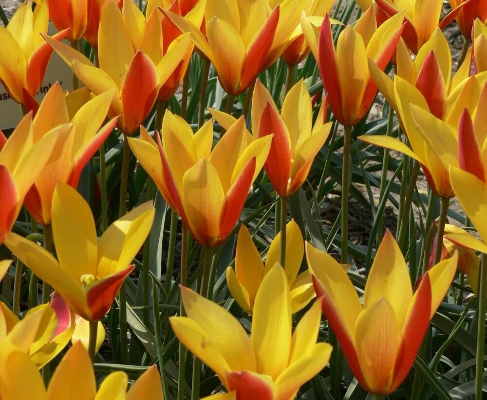 Tulipán botanický chrysantha 'Tubergen's Gem' - Tulipa clusiana var chrysantha 'Tubergen's Gem'