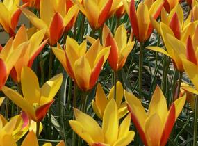 Tulipán botanický chrysantha 'Tubergen's Gem' - Tulipa clusiana var chrysantha 'Tubergen's Gem'
