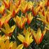 tulipan-botanicky-chrysantha-tubergen-s-gem.jpg