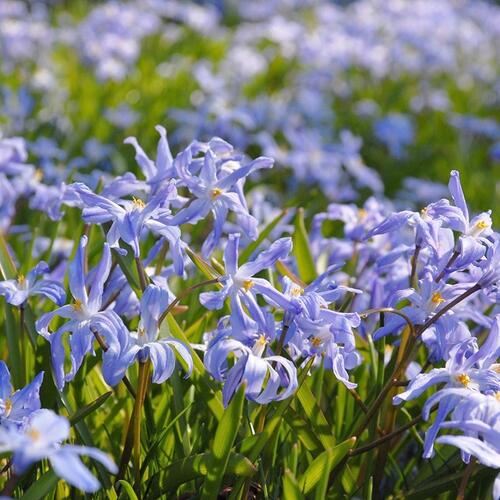 Ladoňka zářící - Chionodoxa luciliae