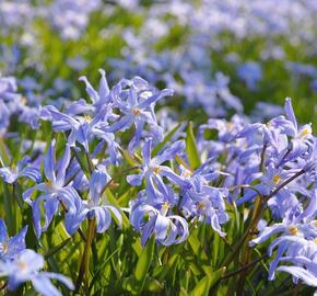 Ladoňka zářící - Chionodoxa luciliae