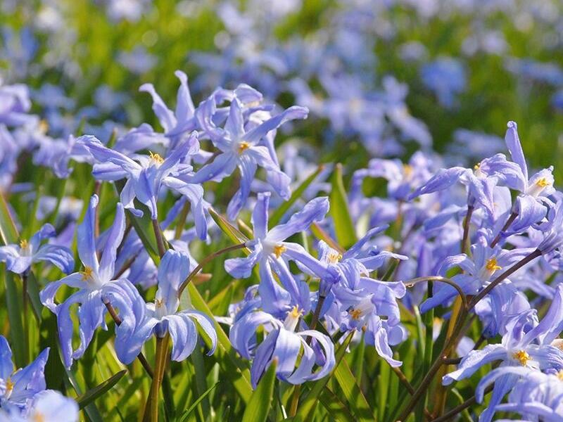 Ladoňka zářící - Chionodoxa luciliae